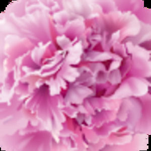 Meet your Posher, Anne